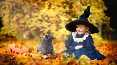 Britanske mačke (fotografije): plišasto mehkobo in kraljevsko plemstvo